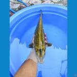 MUKASI GOLD GINRIN 36 CM