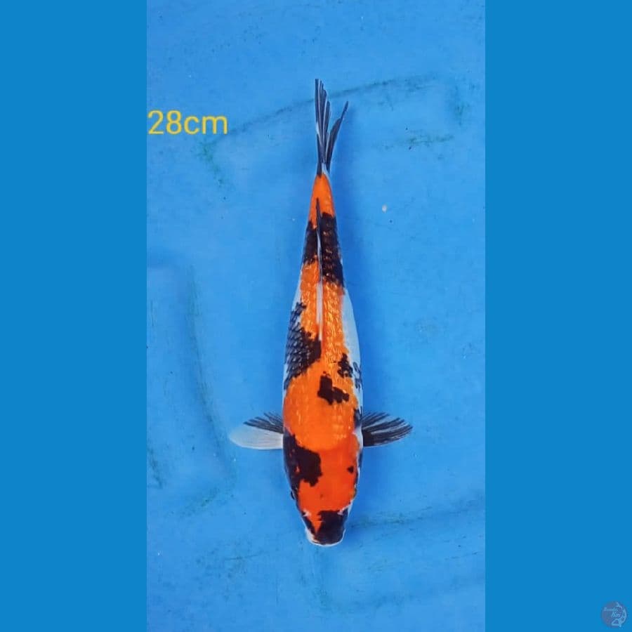 showa ginrin 28cm