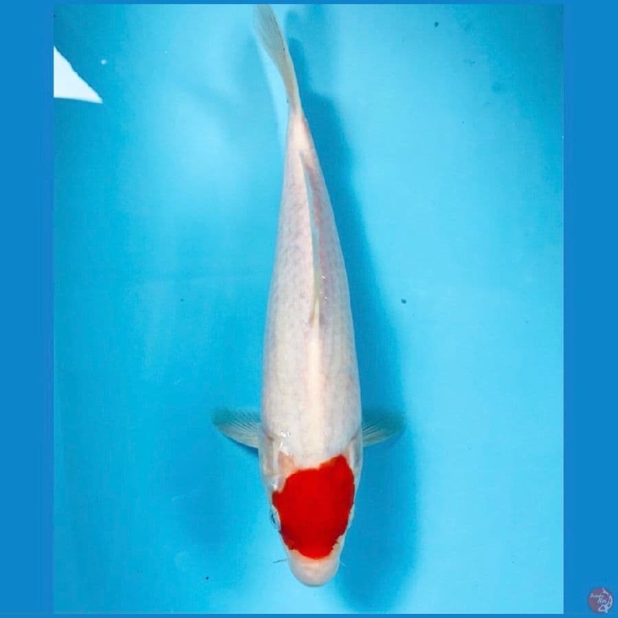 tancho kohaku, 28 cm