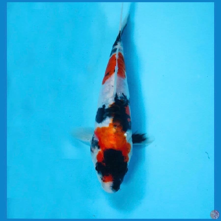 showa doitsu, 17 cm