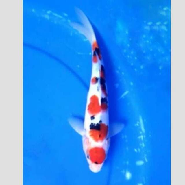 Sanke sq 30cm