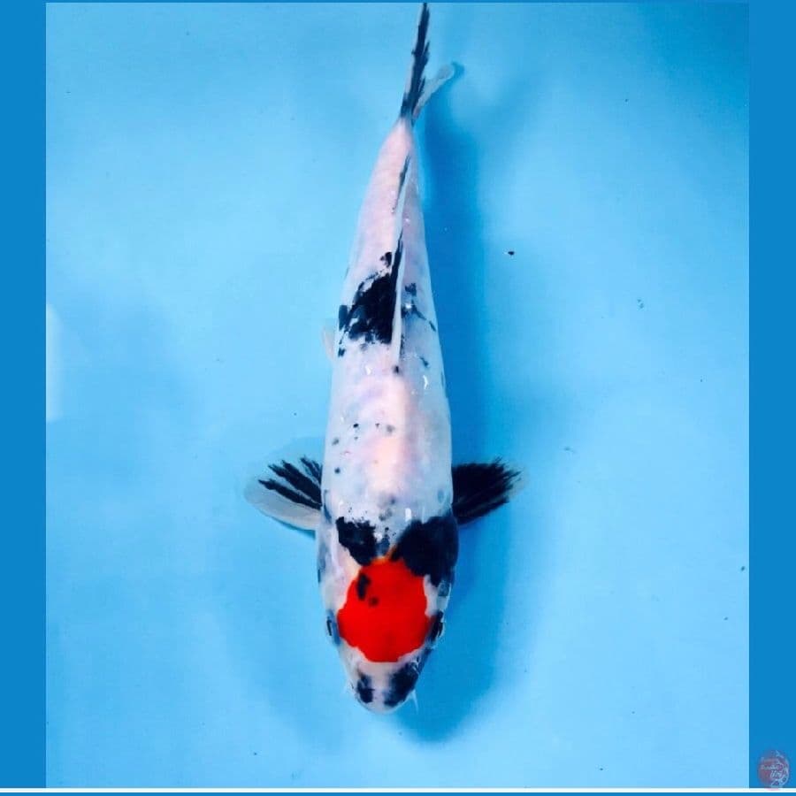 tancho showa doitsu, 20 cm