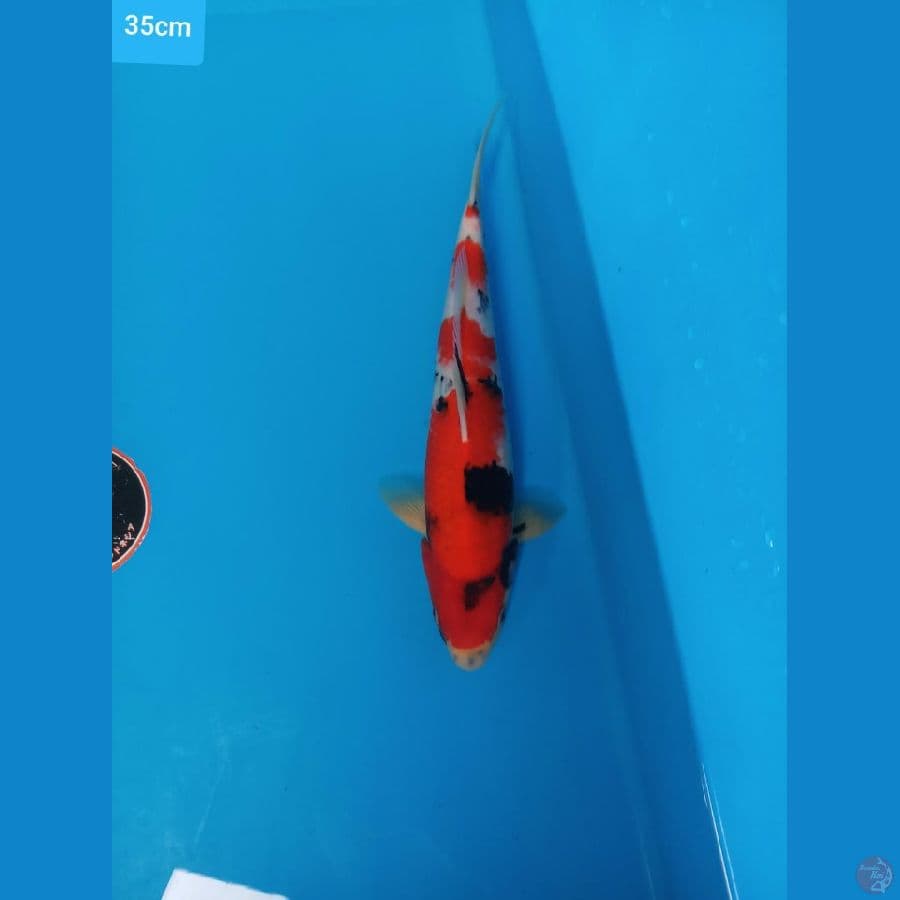 showa 35 cm ori