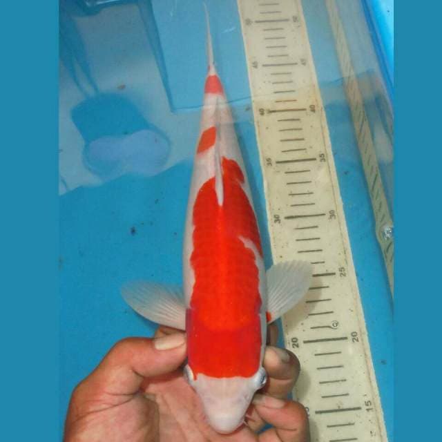 KOHAKU BONSOR