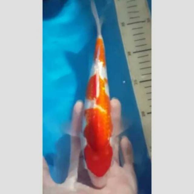 Kohaku 35bu