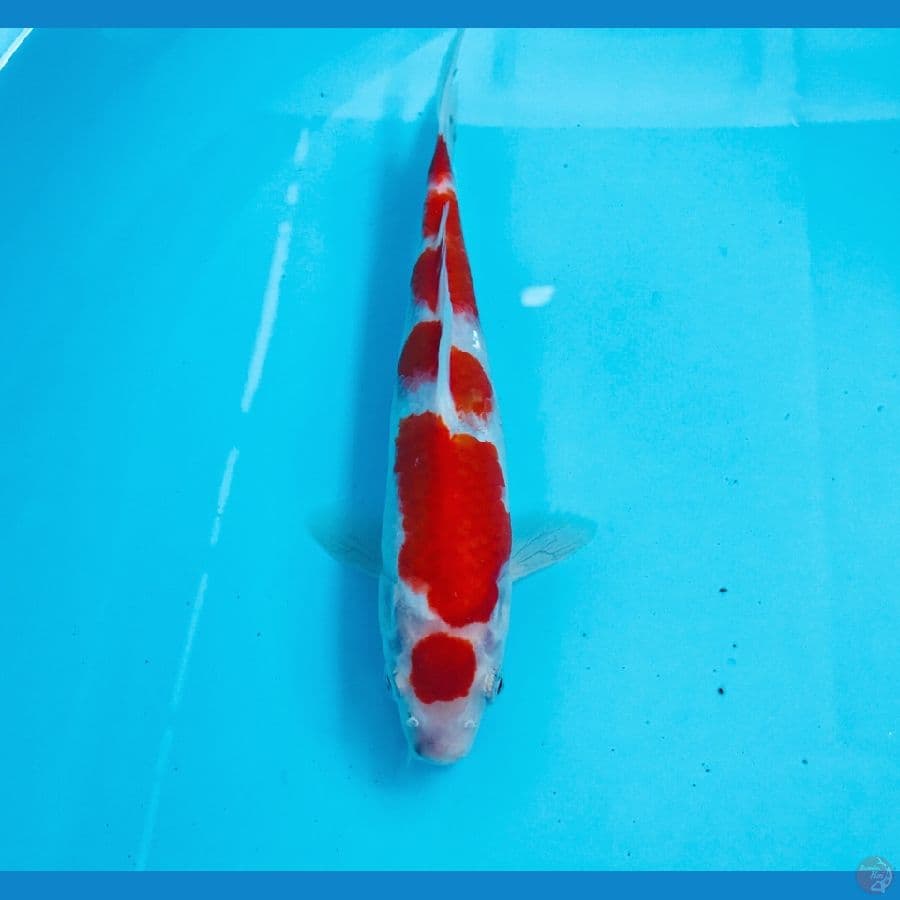 kohaku, 20 cm