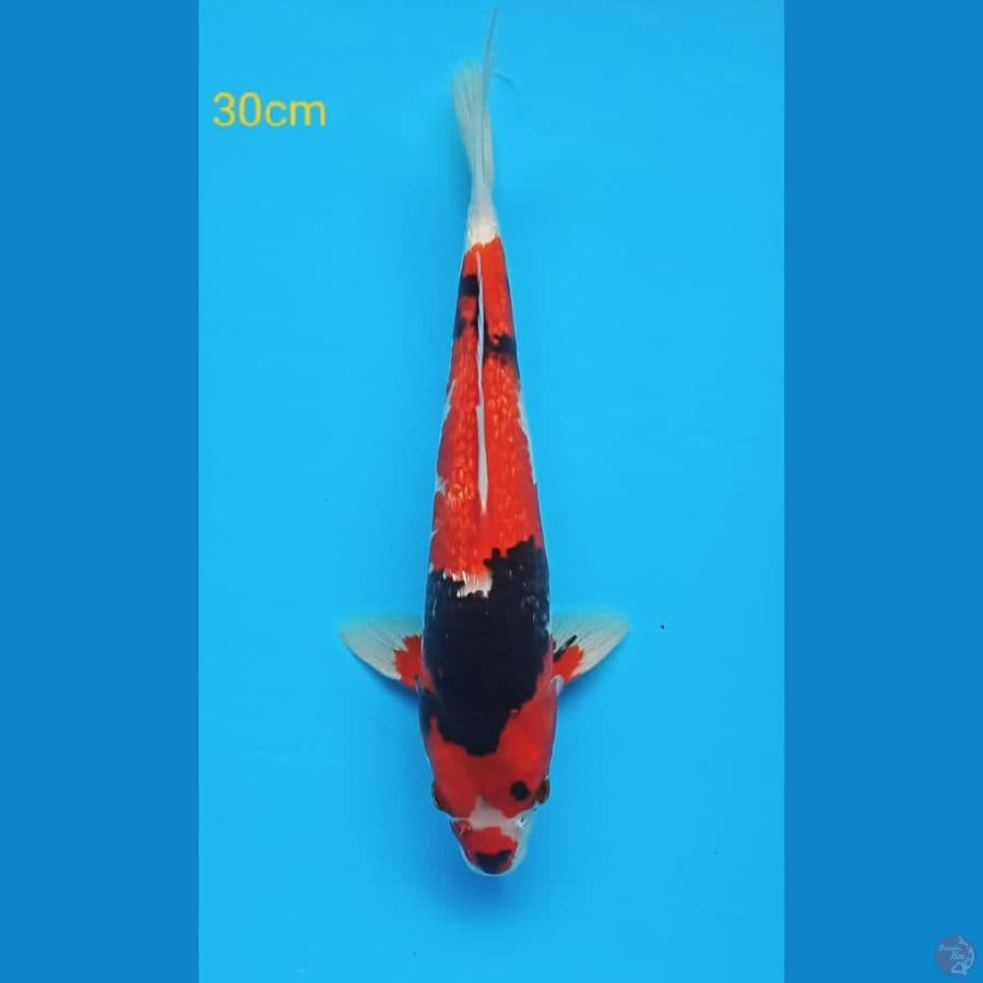 showa ginrin antik motoaka 30cm