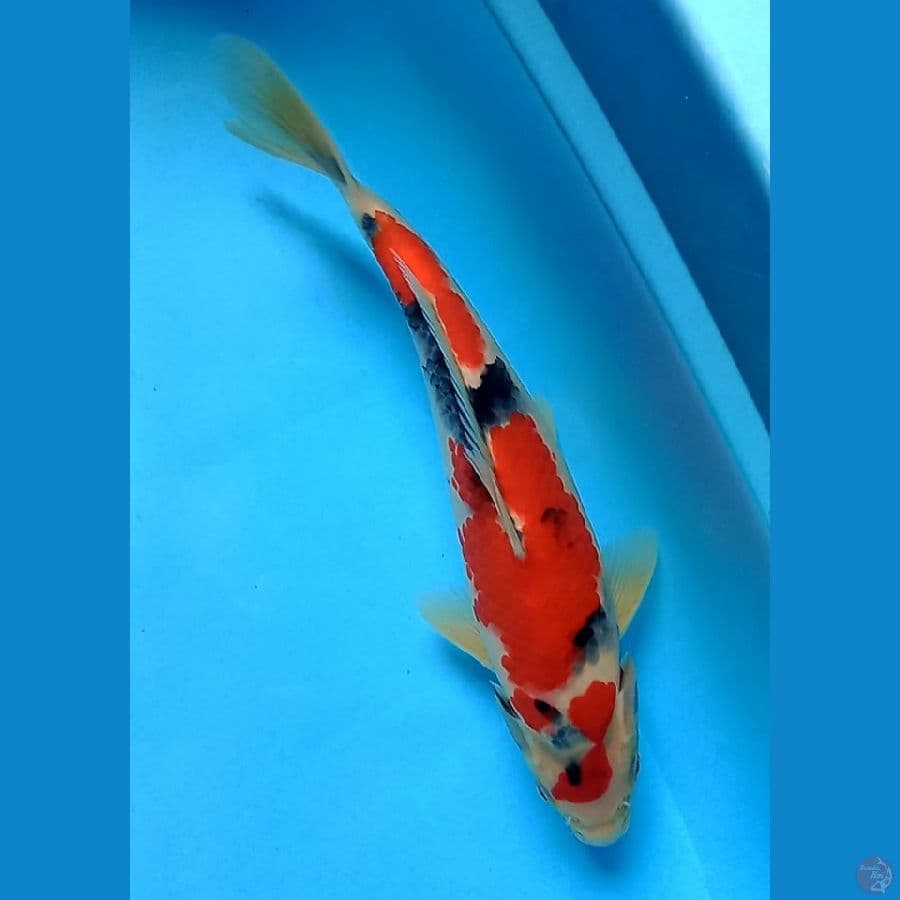 SHOWA