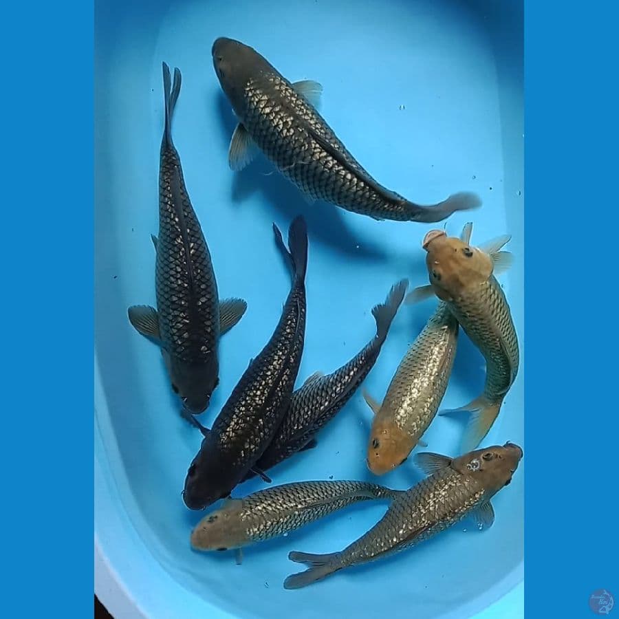 mix saoragoi ginrin punuk