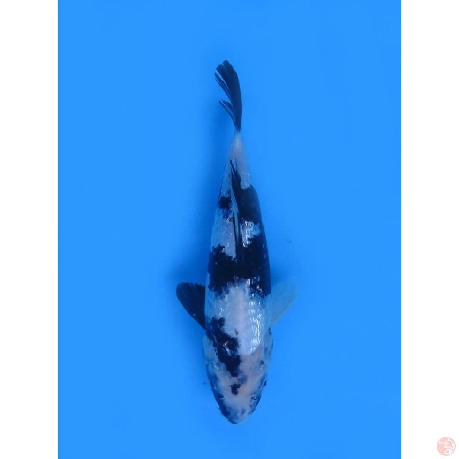 26cm , SQ Shiro Ginrin