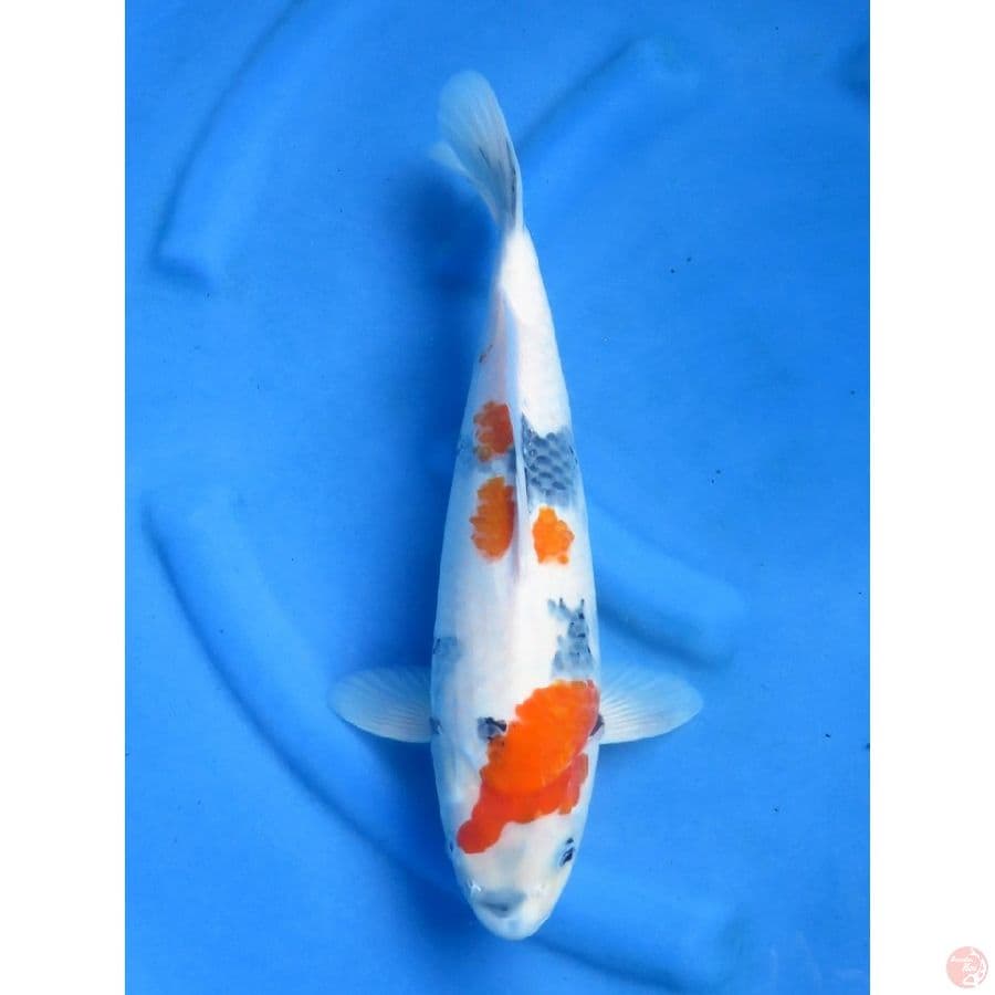 38cm , F1 Kindai Showa Tategoi 