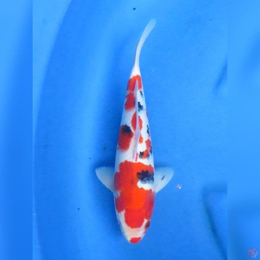 27cm - Red Sanke jantan