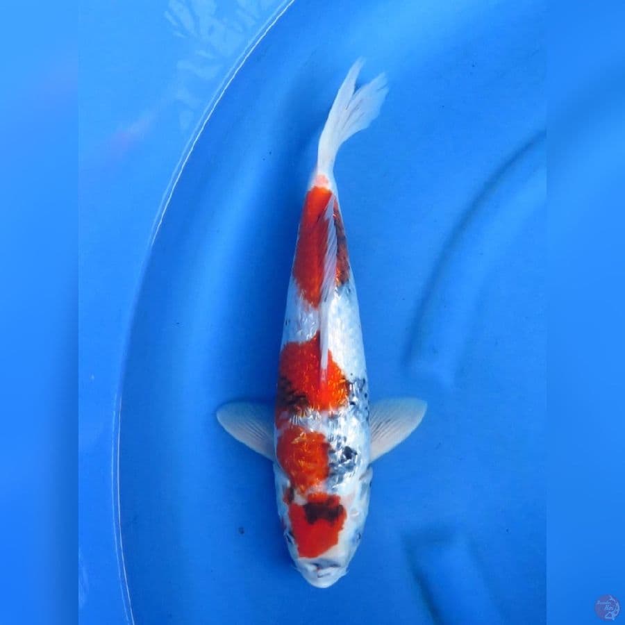 38cm - Red Shogin Jantan