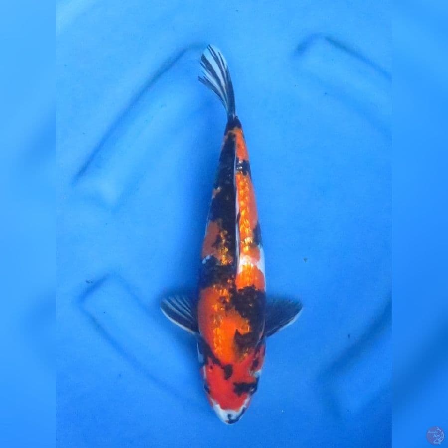 30cm - Hi Showa Ginrin 