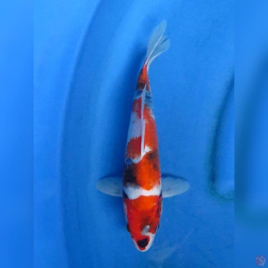 28cm - Red kindai Showa jantan