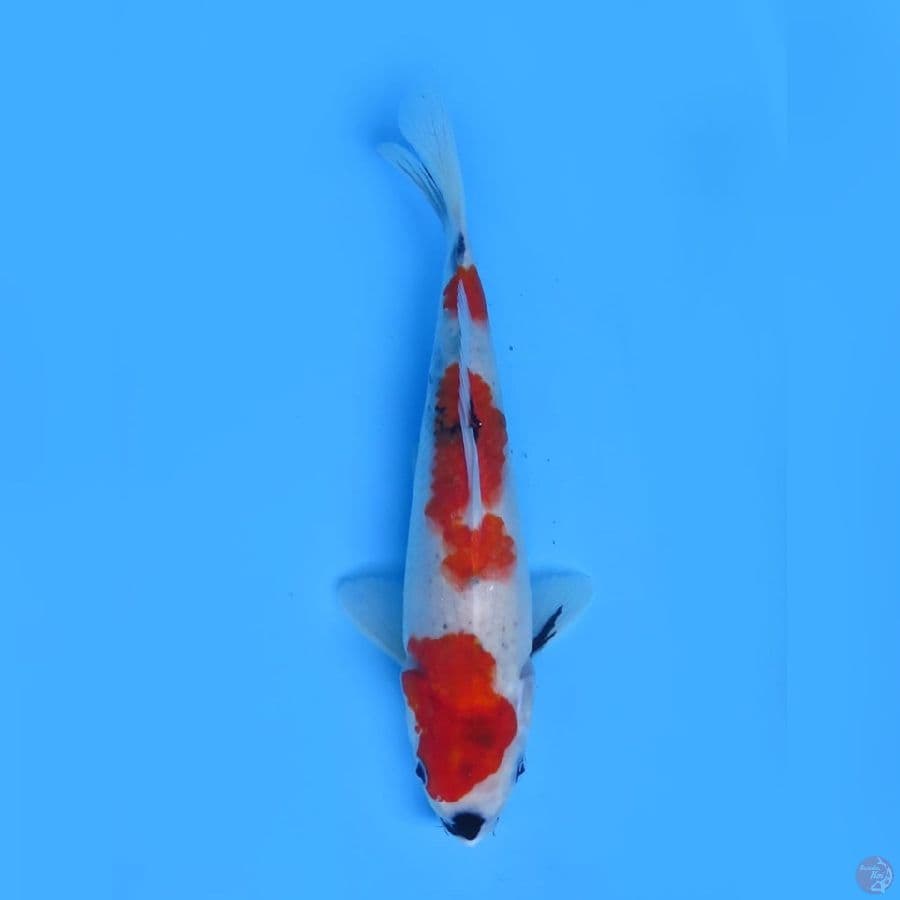 33cm - Sandan Kindai Showa