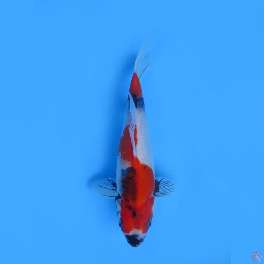 30cm - Nidan Showa Tategoi
