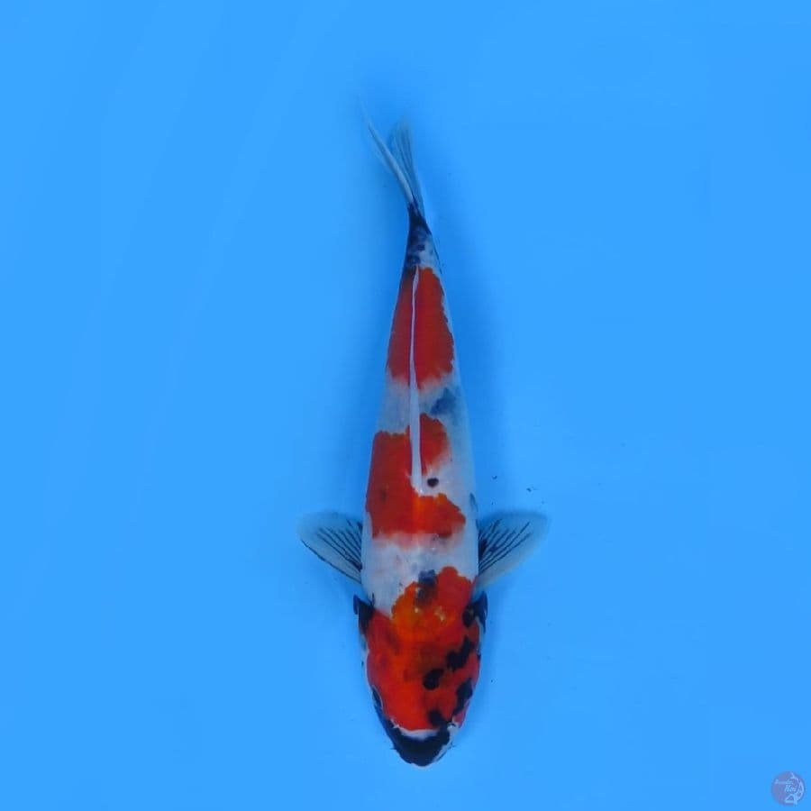 37cm - Sandan Showa Tategoi 