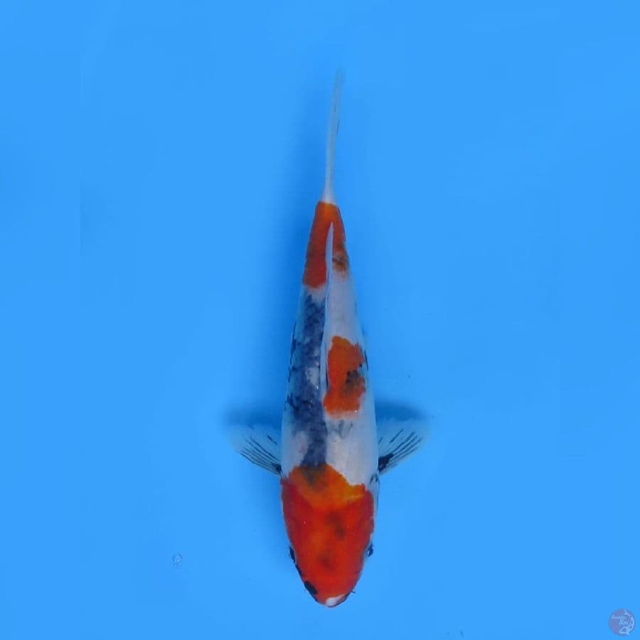 31cm - Sanda Showa Tategoi 