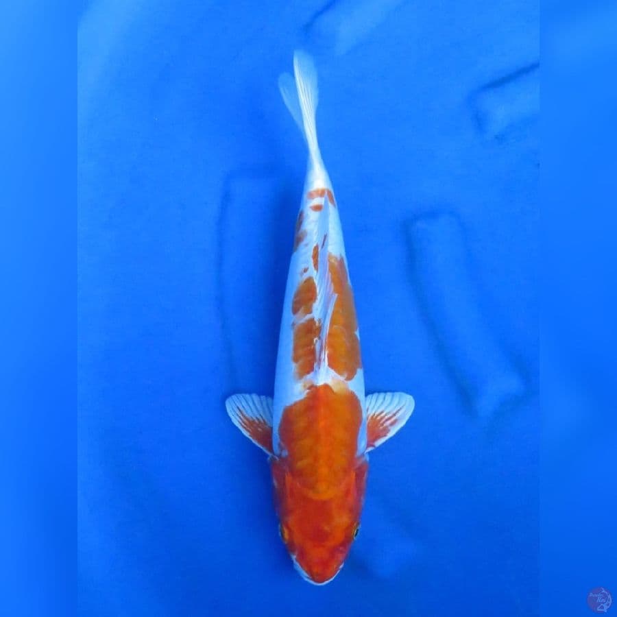 39cm -Kin Khusui 