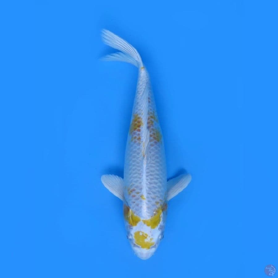 42cm - Hariwake Jumbo