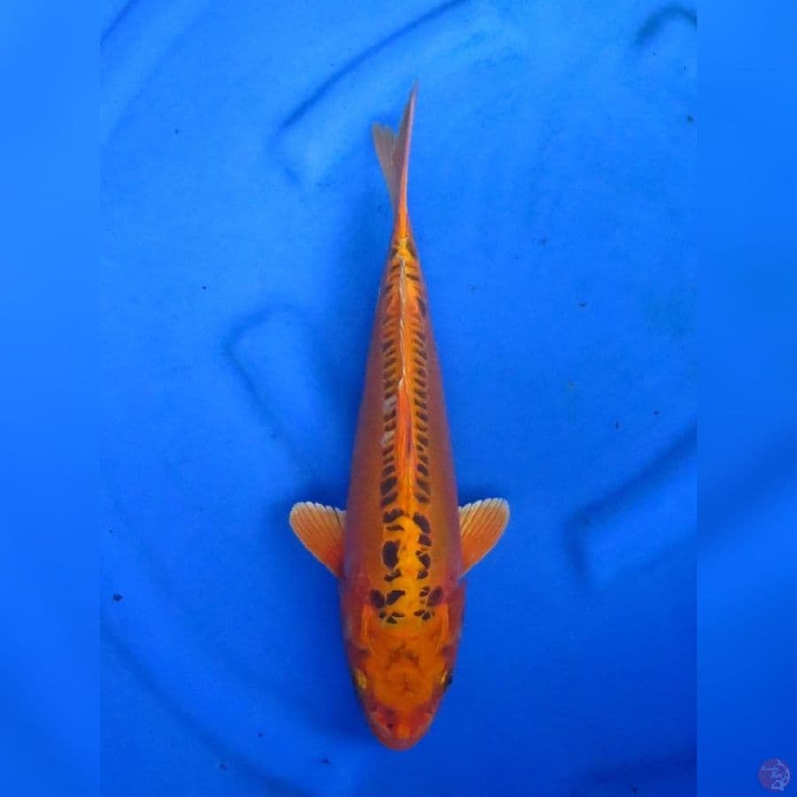 34cm - Mizuho Ogon 