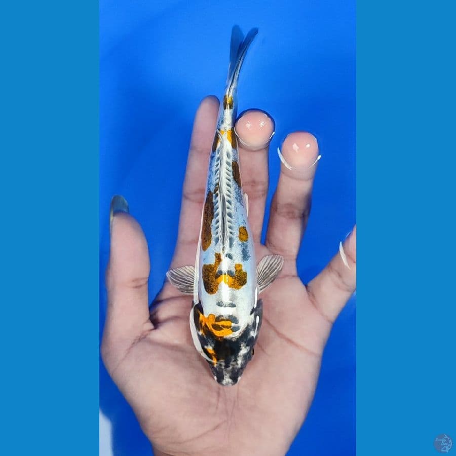 kin kiko.. 16cm