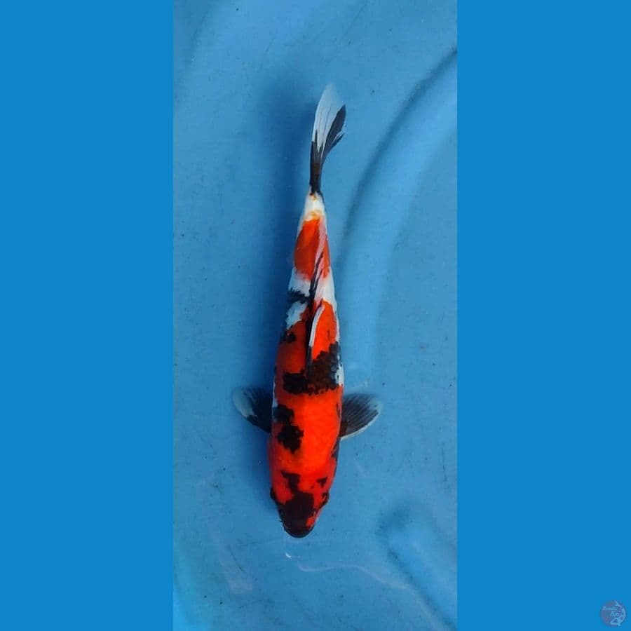showa 35 cm