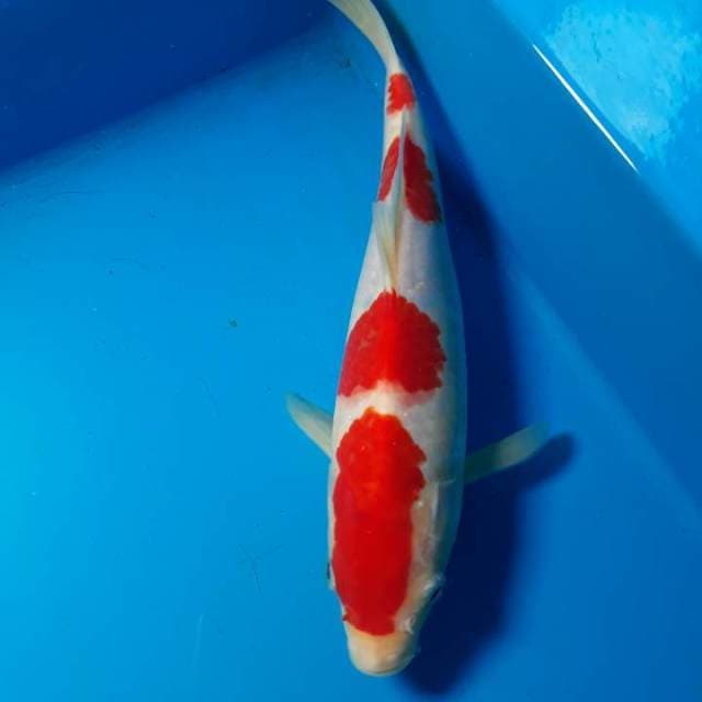 Kohaku step 4 HQ