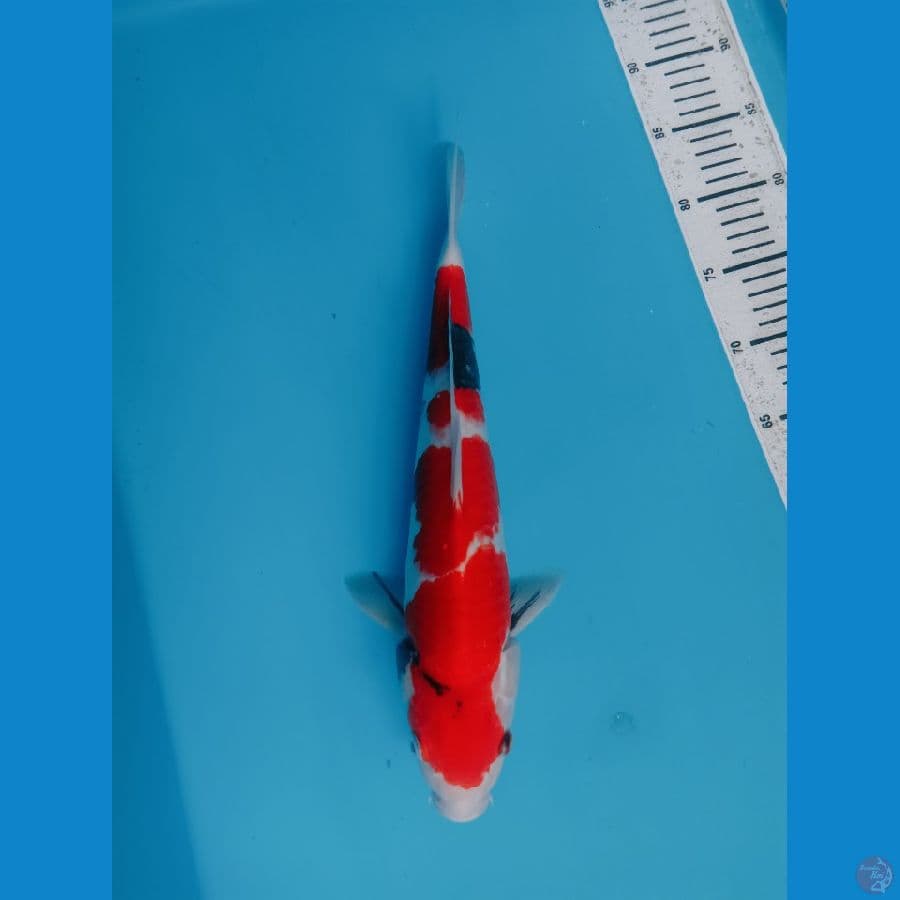 SHOWA SANSHOKU 39CM