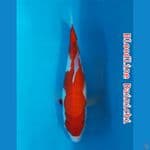 Kohaku bl.Dainichi