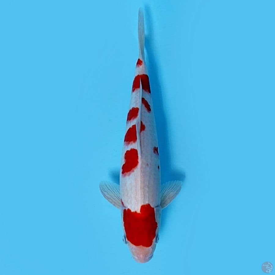 KOHAKU SAKURA 32CM