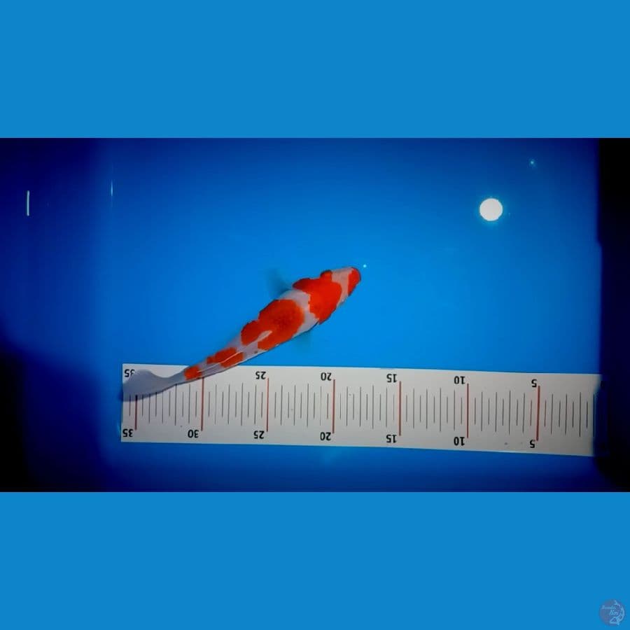 ORI 20 CM AI GOROMO
