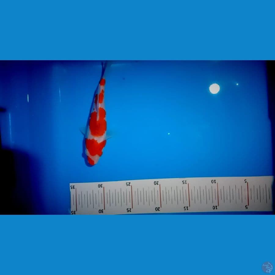 ORI 20 CM AI GOROMO
