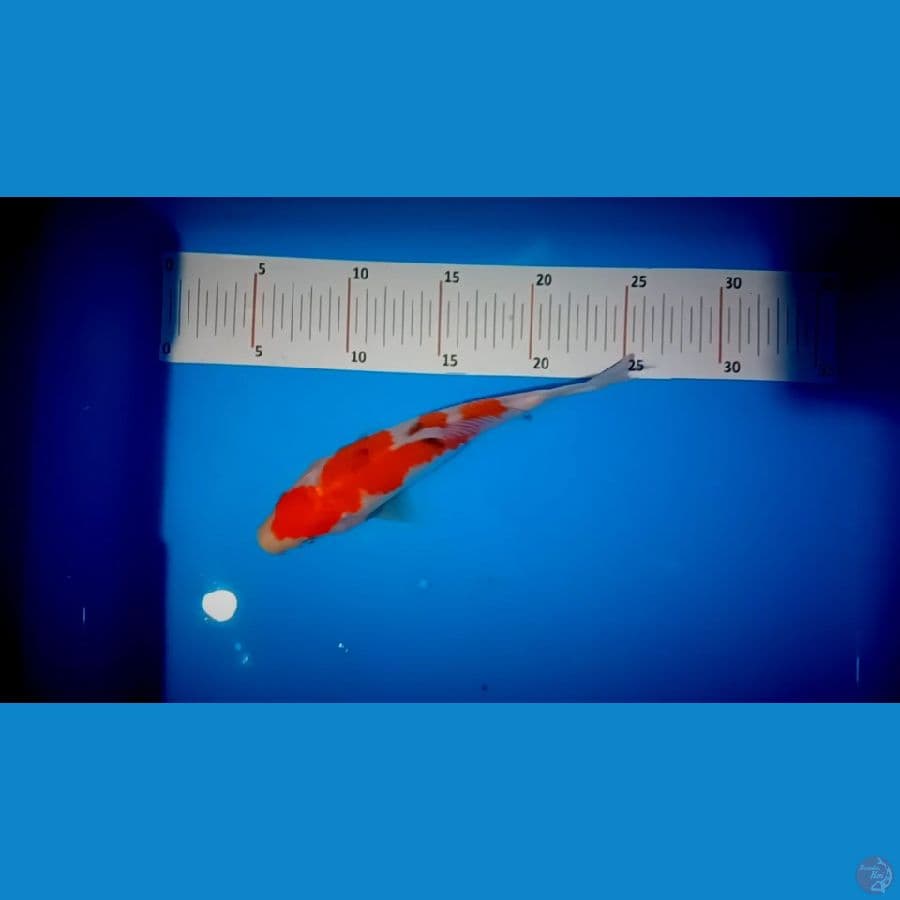 sangke 24 cm