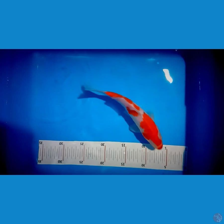 24 cm kohaku