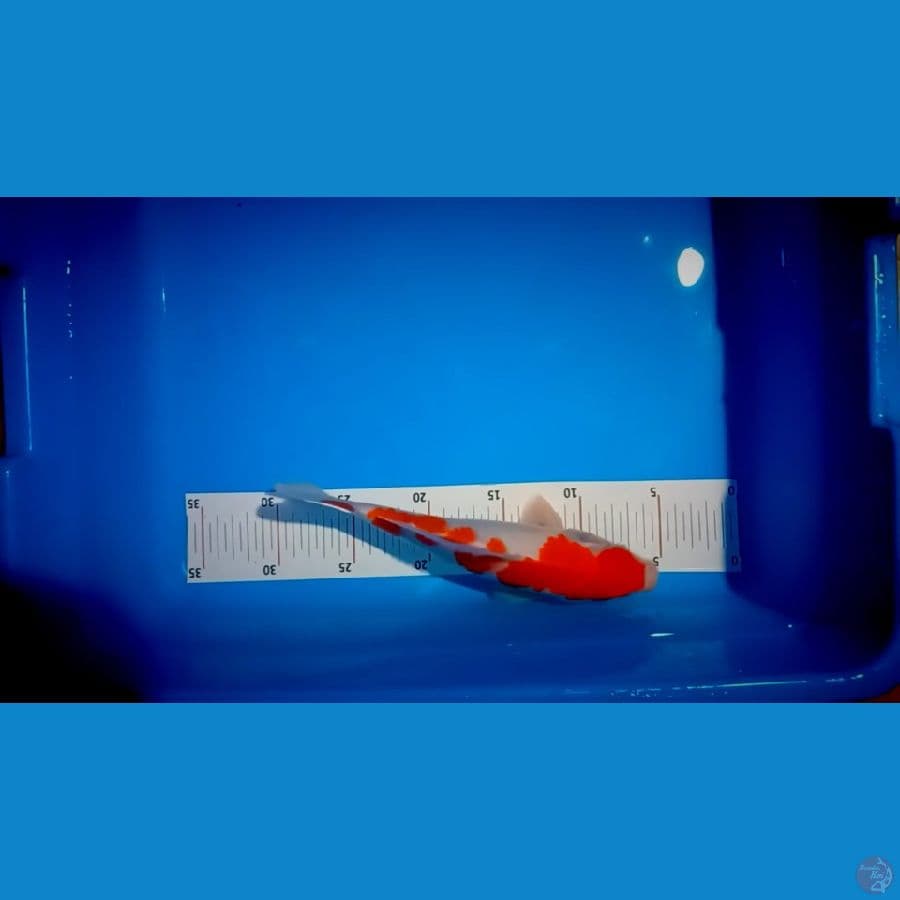 kohaku 25 cm ori