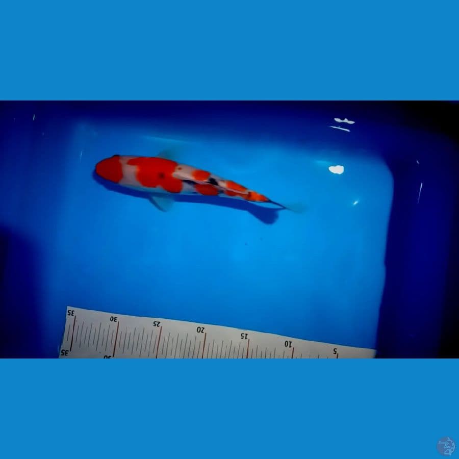 sangke 24 cm