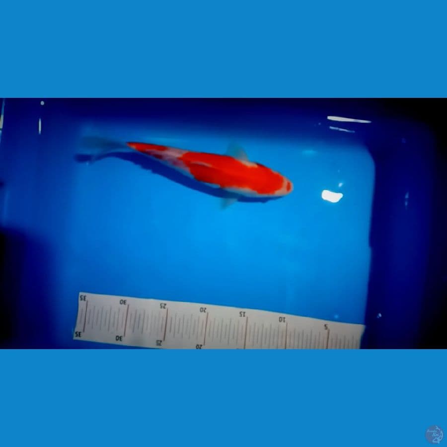 kohaku 24 cm