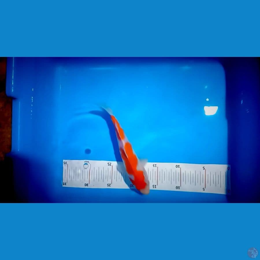 kohaku 23 cm