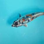 Kiko 20cm female