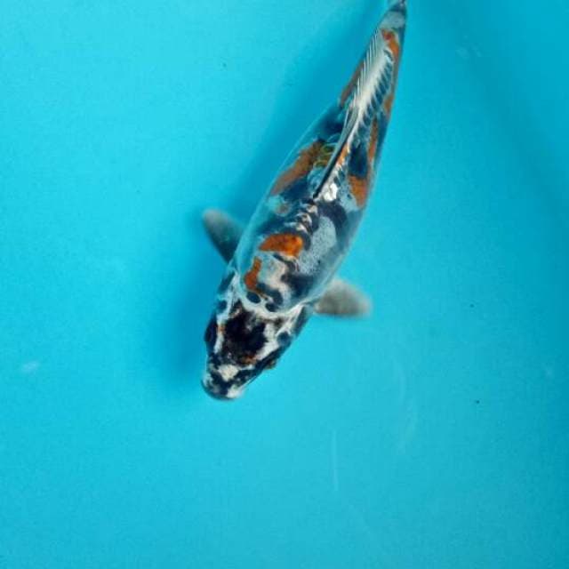 Kiko 20cm female