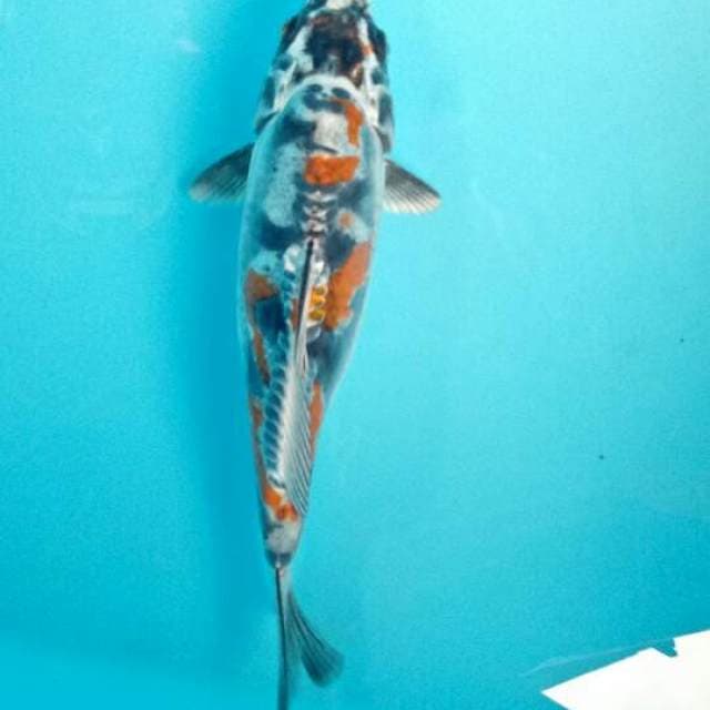 Kiko 20cm female