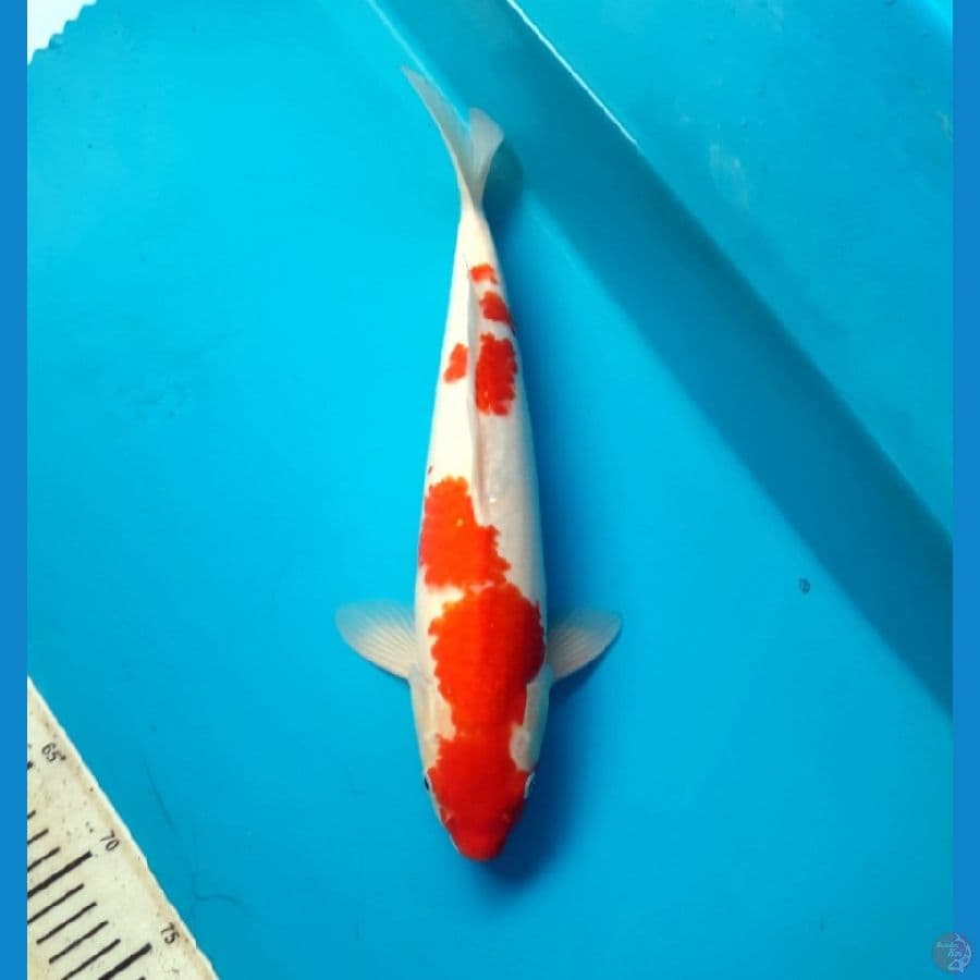 Kohaku 42cm Male