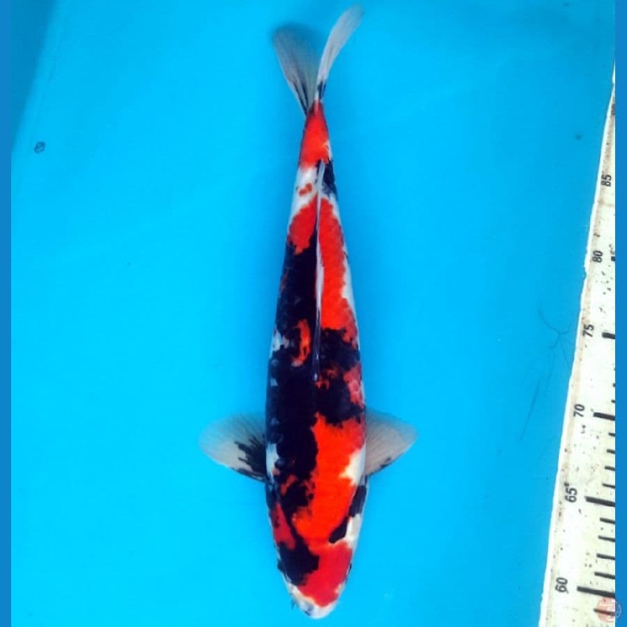 Strong showa 35cm Male