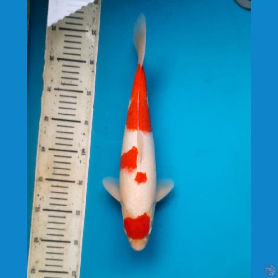 Maruten kohaku 34cm Male