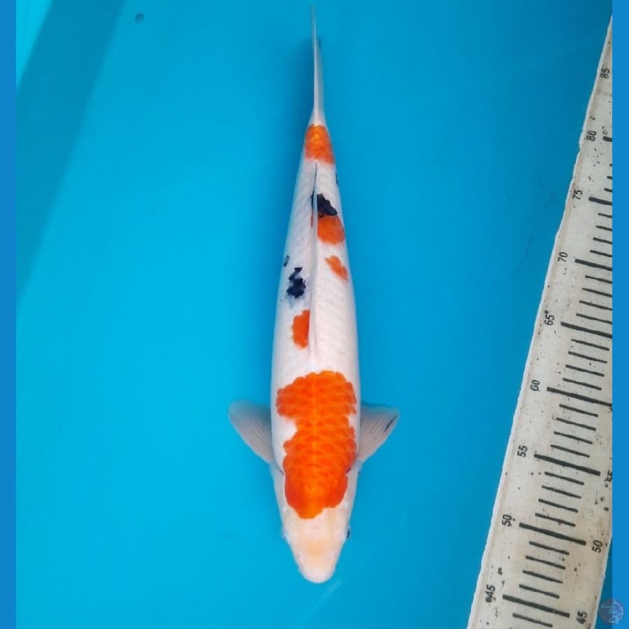 Sanke 40cm Male