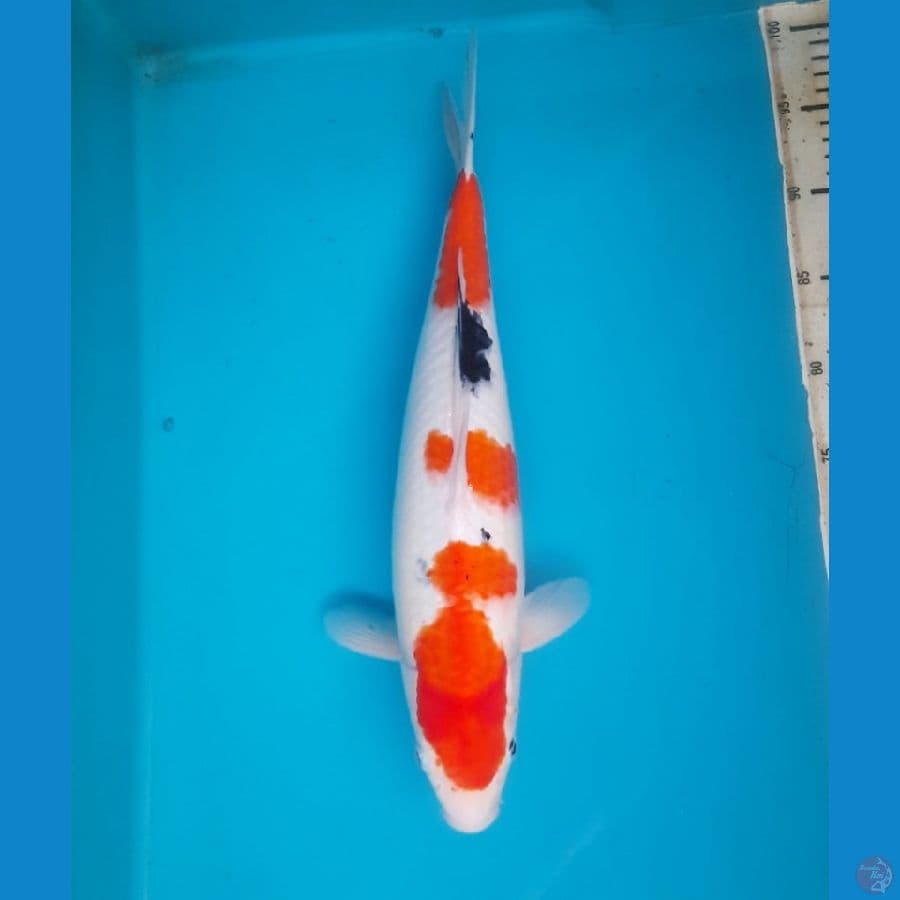 Sanke 41cm Female