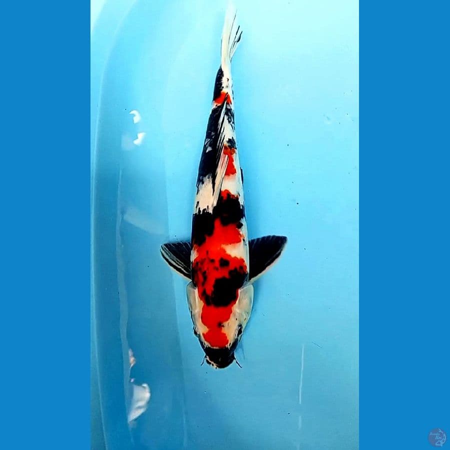 showa sansoku m 40 cm