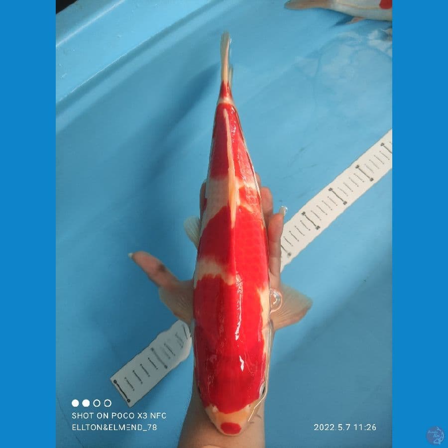 KOHAKU 